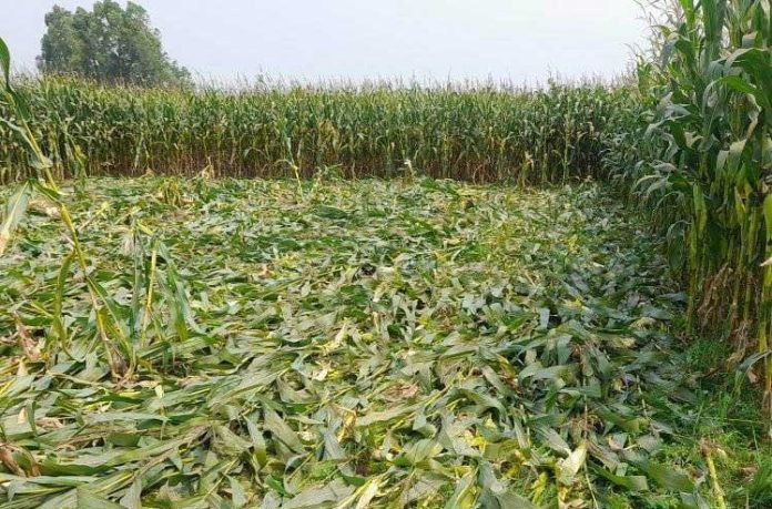 হরিপুরে রাতের আধারে ভুট্টা ভাঙ্গে নিয়ে গেল দুর্বৃত্তরা । হরিপুরে রাতের আধারে ভুট্টা ভাঙ্গে নিয়ে গেল দুর্বৃত্তরা ।