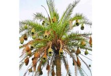 হারিয়ে যাচ্ছে প্রকৃতির নিপুন কারিগর বাবুই পাখি