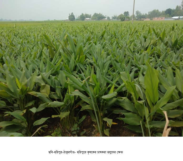 হরিপুরে হলুদ চাষে কৃষকের আগ্রহ বৃদ্ধি