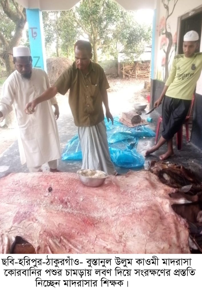 হরিপুরে কোরবানির পশুর চামড়া সংরক্ষণ 1 1